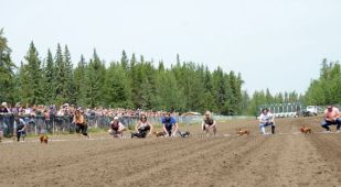 Wiener Dog stake races were a huge hit with the crowd