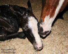 Filly by Imperialism