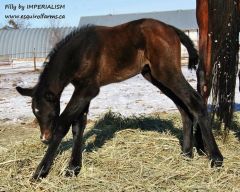 Filly by Imperialism