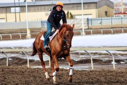Galloping at Northlands Park