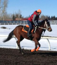 Galloping at Olds College 2013