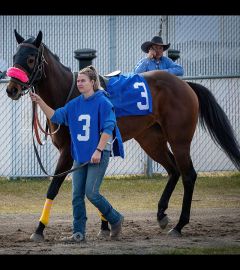 Paddocking Arany at Century Downs 2023