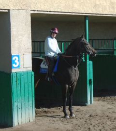 Standing in paddock at Turf Paradise 