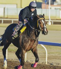Galloping Oved at Northlands Park 2018 - now current pony horse Omar
