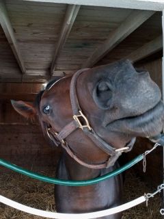 Bodenheimer extending a greeting from his stall