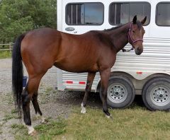 I'm ready for packhorse duties