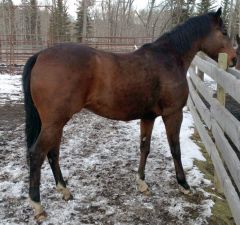 Winter coat in the corral