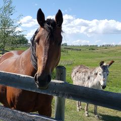 Rap living the good life along with her pasture mate - yes, a donkey.