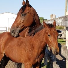 Baby picture of Rap and Jessie (Salary)