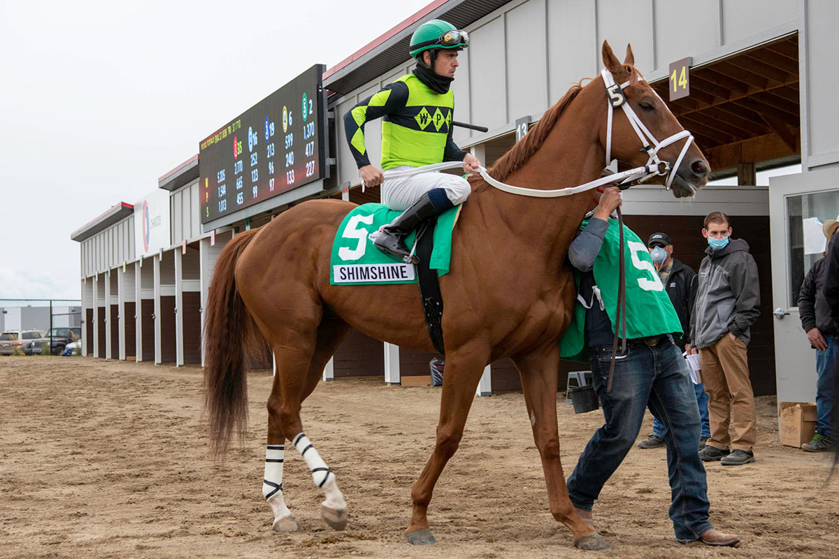 Shimshine in the paddock before the Alberta Breeders' at Century Mile