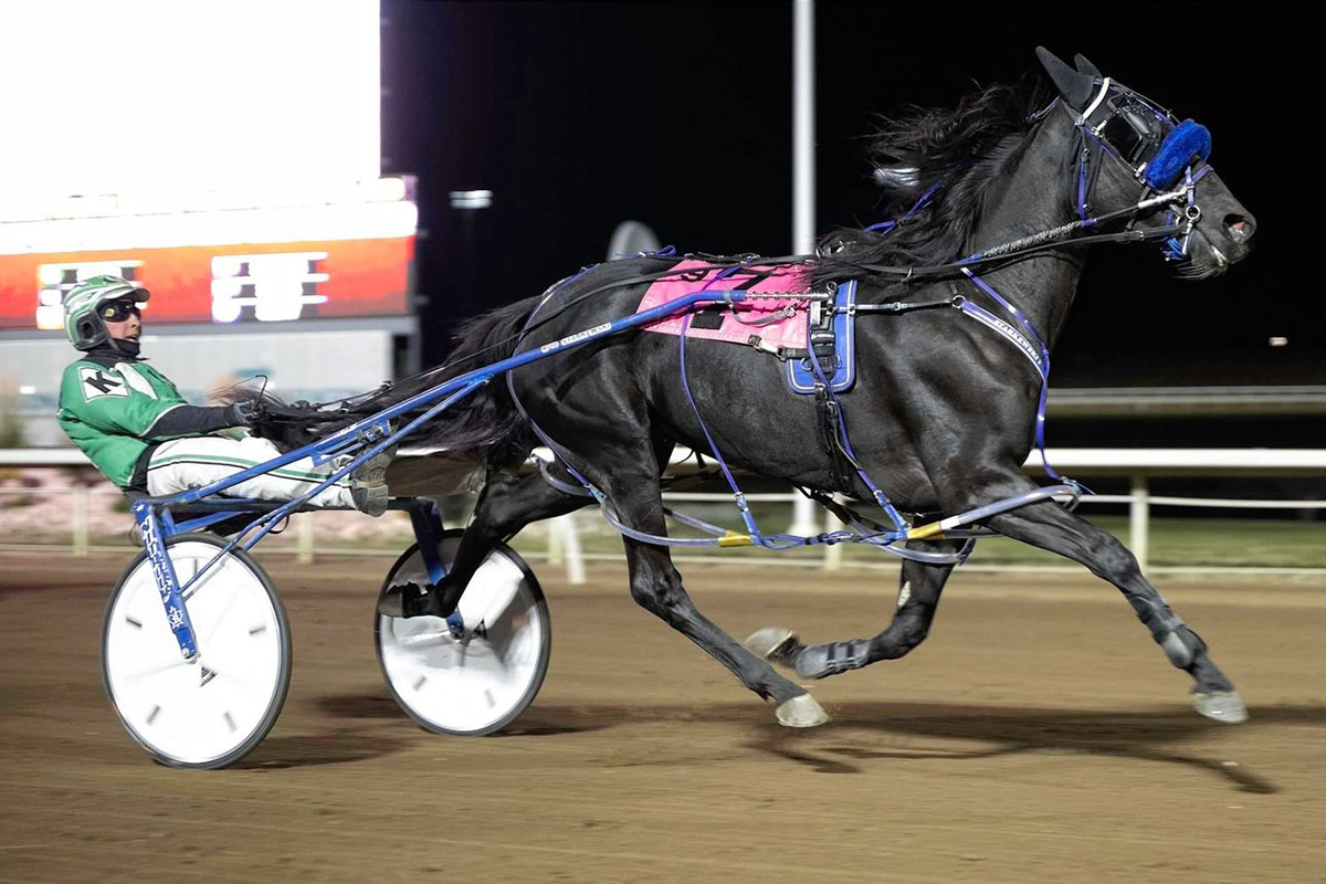 Outlawguns N Roses driven by Dave Kelly winning the Century Casino Filly Pace