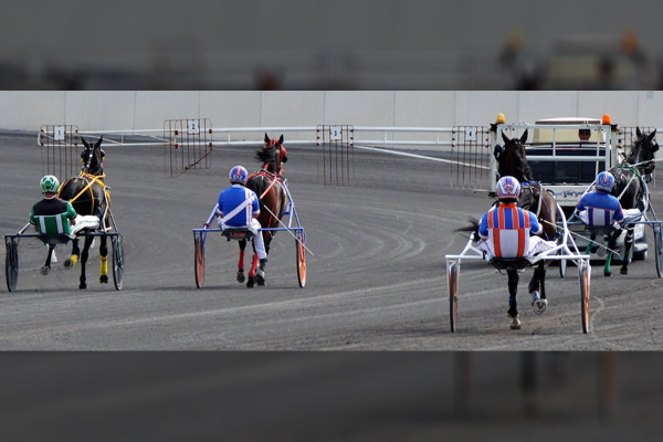 The Horses at Century Downs: Saturday Preview