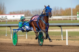 Outlawgrabbinggears with trainer/driver Paul Davies