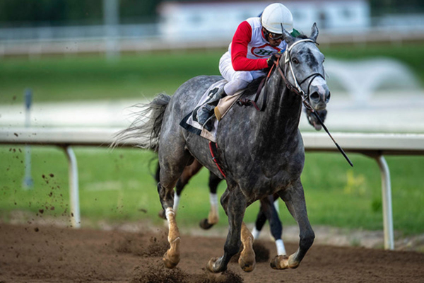 Market Analysis and Rico Walcott leading in the stretch of the Spangled Jimmy Handicap on Saturday at Century Mile