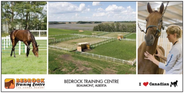 Jog A Standardbred At Bedrock