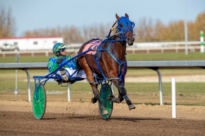 Outlawgrabbinggears with trainer/driver Paul Davies