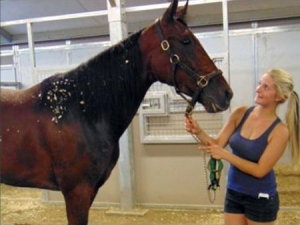 Marissa Kleinsasser in the Cal Expo barns with one of her pupils