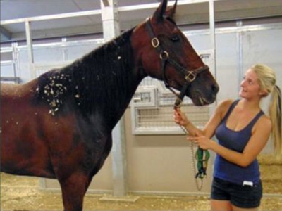 Marissa Kleinsasser in the Cal Expo barns with one of her pupils