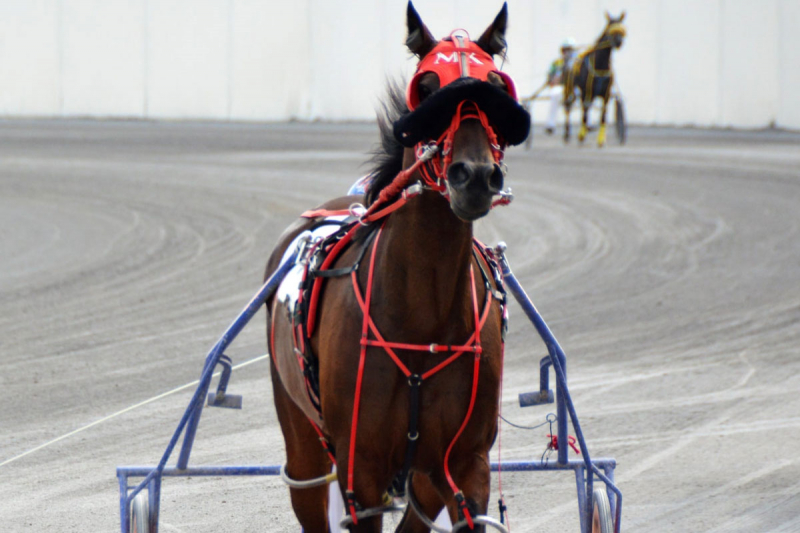 The Horses at Century Downs: Saturday Preview (Mar.19)