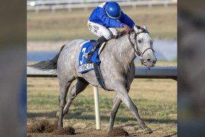 Stevie Wonder Girl and Dane Nelson nearing the wire in the Alberta Oaks at Century Mile