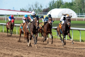 Gem Alta in the Fred Jones Stake this weekend at Century Mile