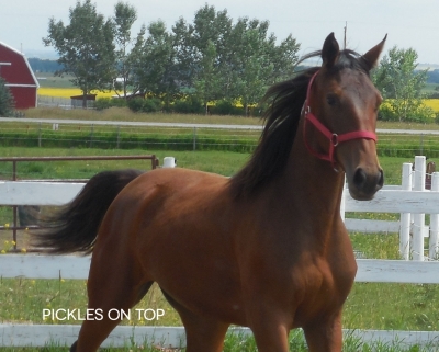 ‘Pickles On Top’ looks to shine at the 2015 ASHA Yearling Sale