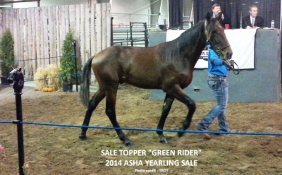 Green Rider brought in the top bid at this year's ASHA Yearling Sale