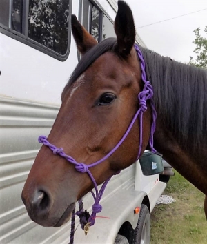 Halo, the Secret Weapon Pack Horse