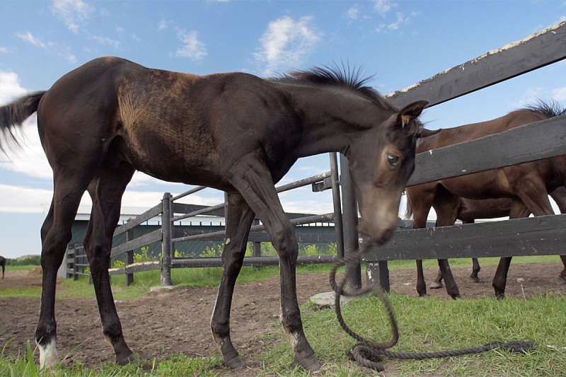 2023 Alberta Breeders Fall Classic - September 16th (video)