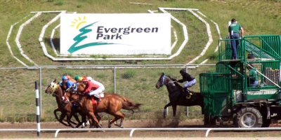 Move over horses, the dogs have taken over