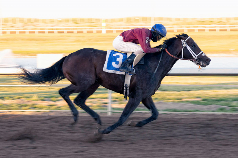 Jumeirah Coast (Rico Walcott) comes from last place to win his inaugural mile race at Century Downs on June 27