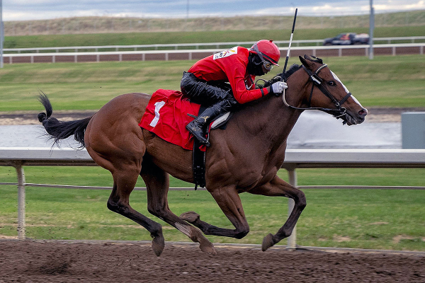 Mob Boss and N'Rico Prescod in the stretch run on May 17th at Century Mile