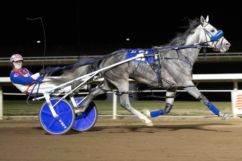 Grey Horizon with driver/trainer Brandon Campbell winning the Western Canadian Pacing Derby at Century Mile