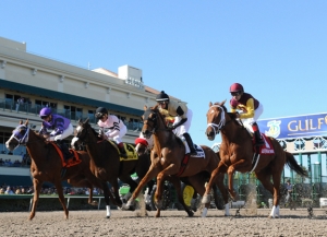Starting gate at Gulfstream Park
