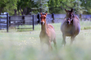 Record-Breaking ASHA Yearling Sale Shatters Expectations with Over $1.2 Million in Sales