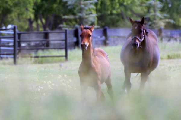 Record-Breaking ASHA Yearling Sale Shatters Expectations with Over $1.2 Million in Sales