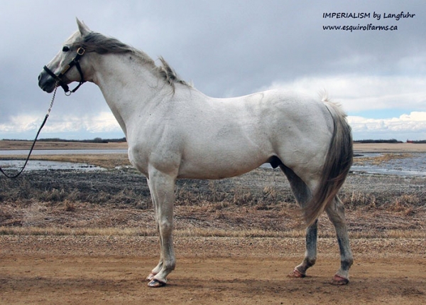 Imperialism at Esquirol Farms