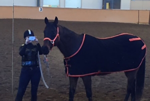 Cooling down in the McClellan Arena at Olds College