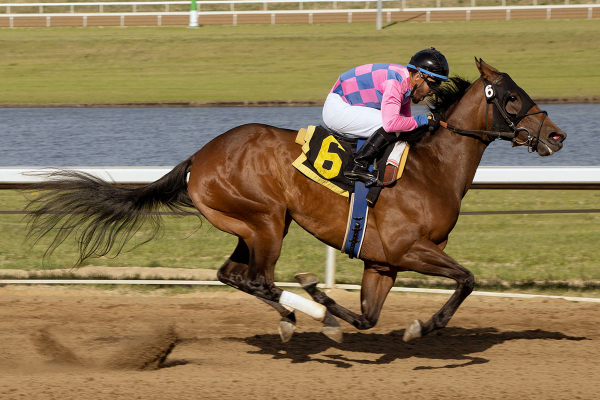 Firelicious and jockey J C Roque winning the first race at Century Mile on June 3