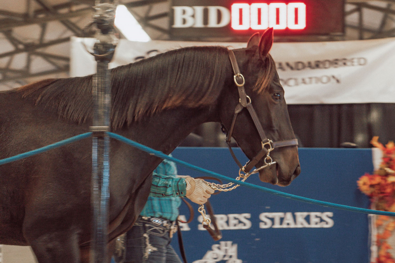 Fan Of Mine crossing the auction floor at Century Downs
