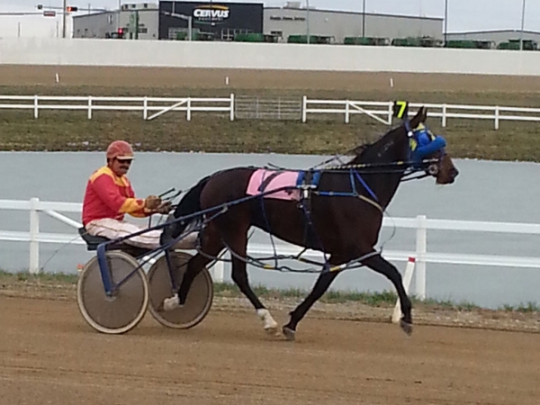 Nancy Tamblyn and Kevin Sampson, owners of racehorse pictured, have already taken an online course on The Horse Portal and see the benefit of learning and implementing new healthcare methods in their stable