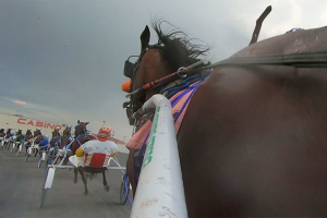 How Betting Standardbreds Made Me a Better Bettor