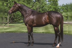 Thoroughbred Stallion, Fed Biz - a son of European Horse of the Year Giant’s Causeway