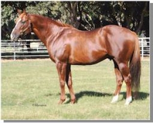 Lucky Pulpit Yearlings in Alberta