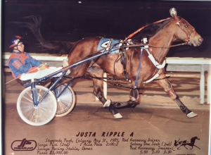 Justa Ripple A, one of Rod's favourite horses