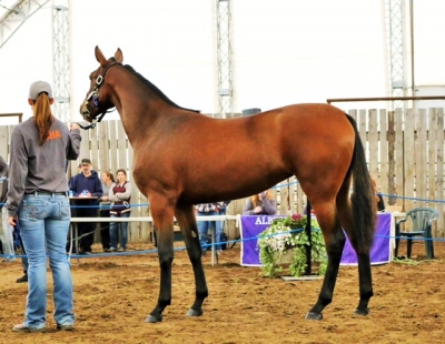 Pickles On Top in the Sales Ring (Hip #43)